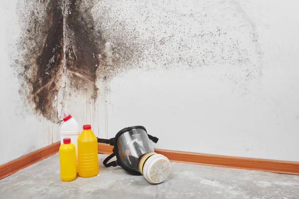 Best Commercial Mold Removal  in Elkins, AR
