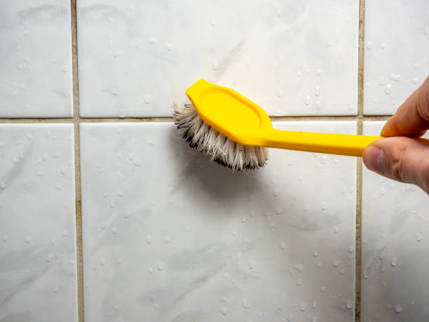 Reliable Elkins, AR Mold Removal Solutions