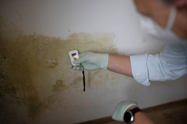 Best Office Mold Removal Services  in Elkins, AR