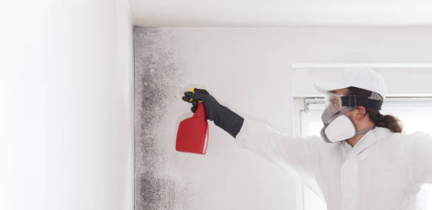 Best Toxic Mold Removal  in Elkins, AR