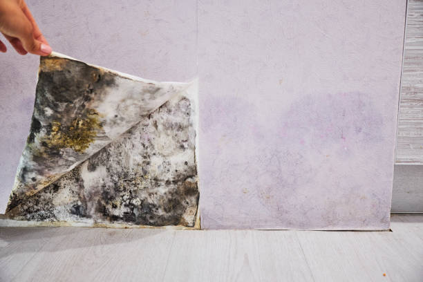 Best Local Mold Removal Service  in Elkins, AR